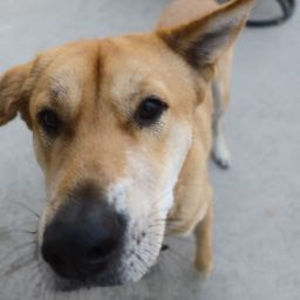 Meet your Posher, Dante